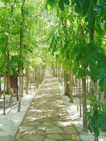 Bohol Beach Club 17